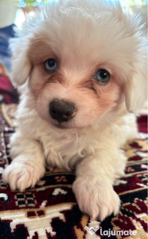Bichon maltez de vânzare