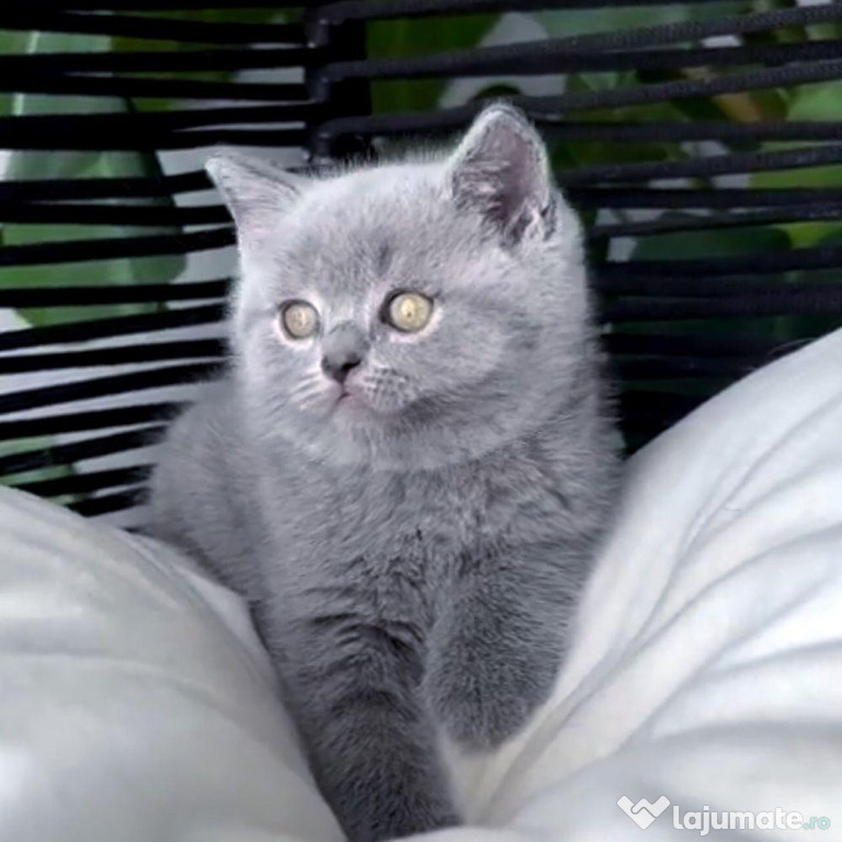 British shorthair pisoiași