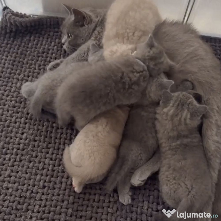 British shorthair pui