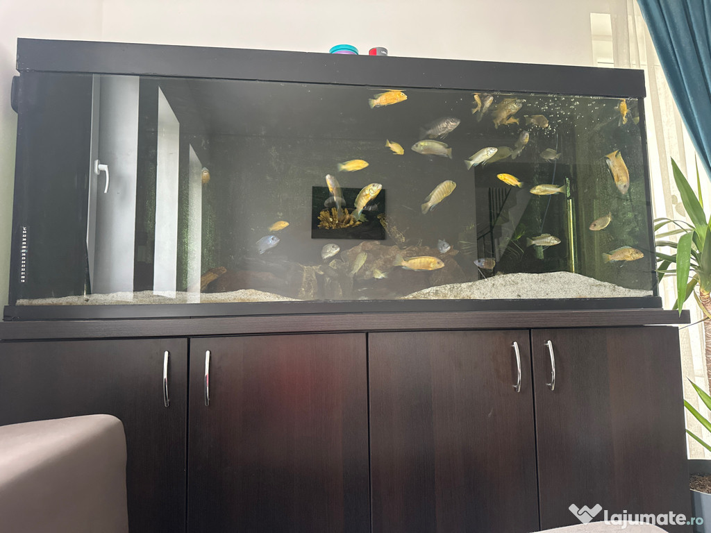 Acvariu 500L + Stand Metalic + Echipat complet
