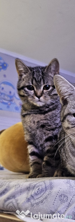 Pisicuta British originala