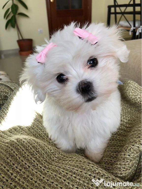 Bichon maltez mini toy