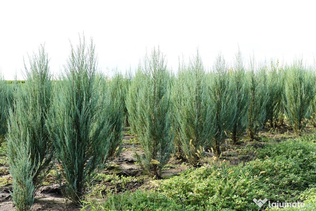 Ienupar(juniperus): tarator, stricta, sky roket