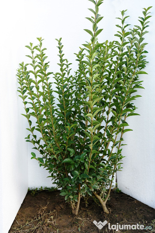 Ligustrum ovalifolium (lemn cainesc) pentru garduri vii