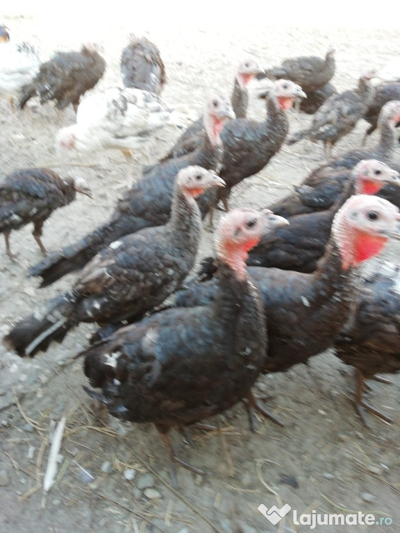 Pui de curcă pentru carne