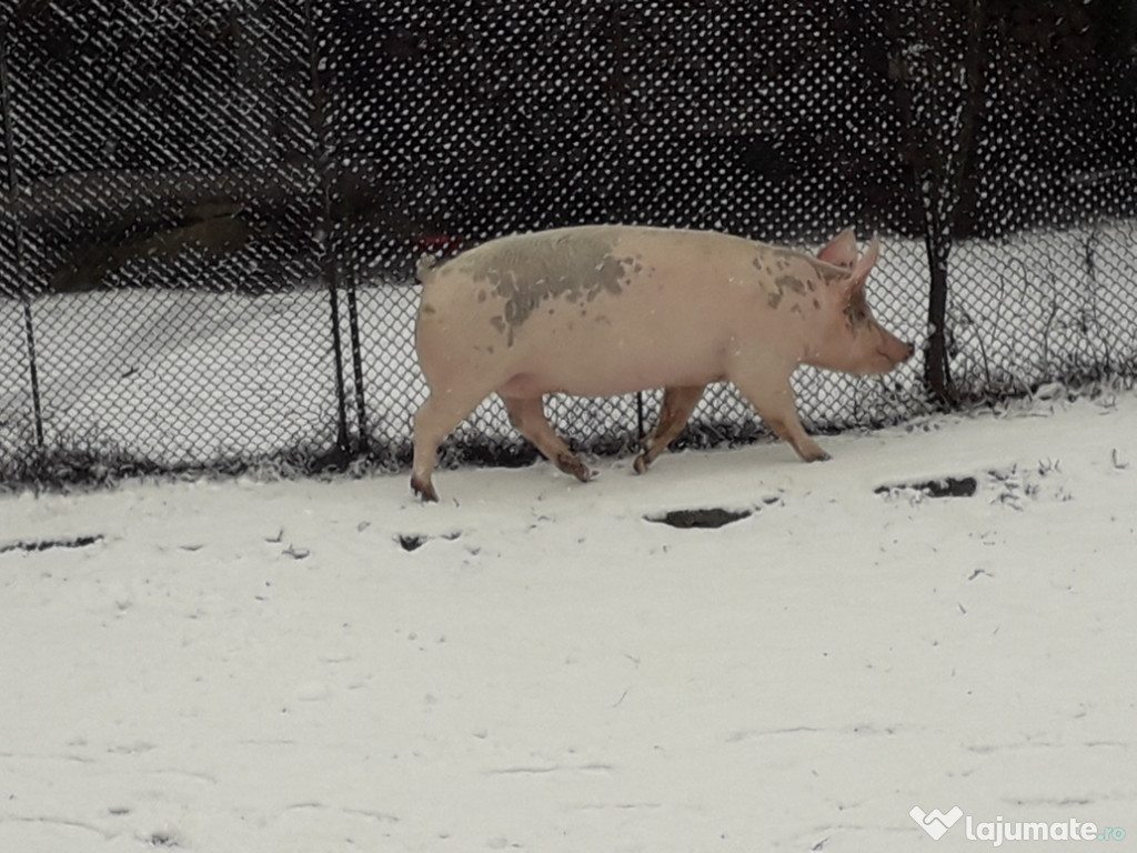 Porc de craciun