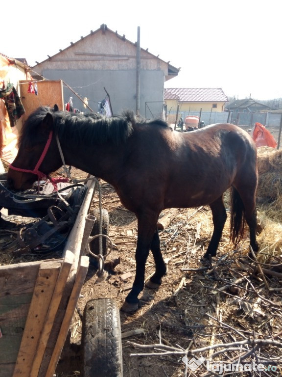 Cal și caruta