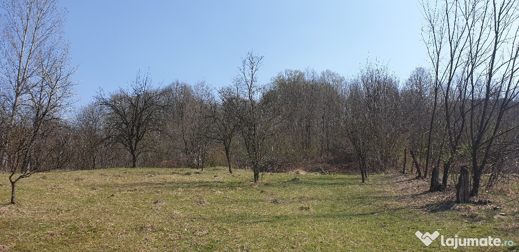 Teren Iedera - DB 3200mp