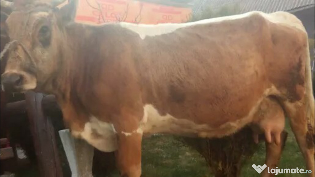 Vaca cu lapte