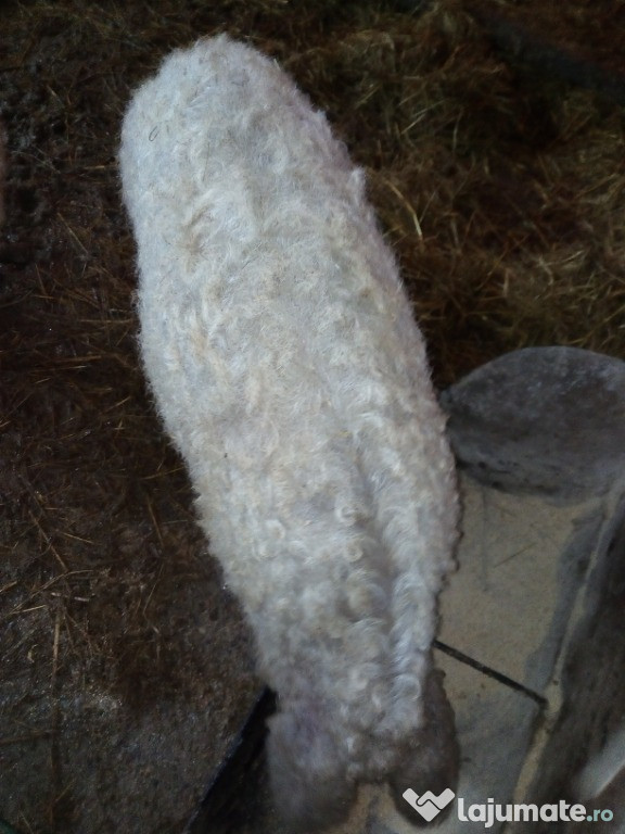 Porci mangalita