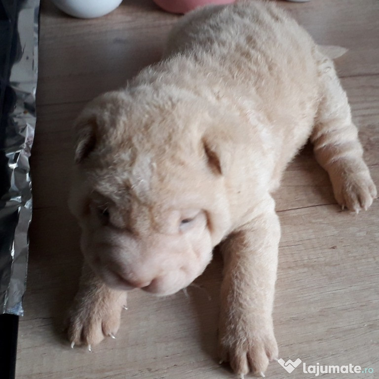 Cățelușa Shar Pei!