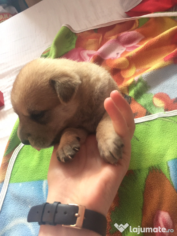 Shar pei