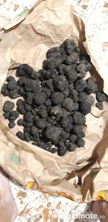Trufe de vară