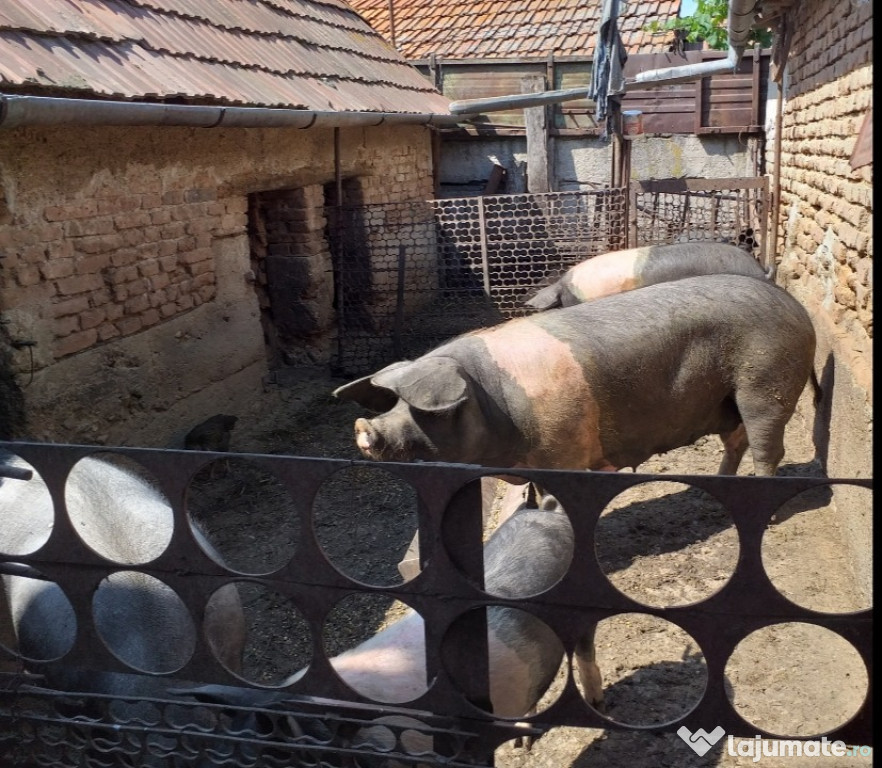 Porci crescuti la tara fara concentrate