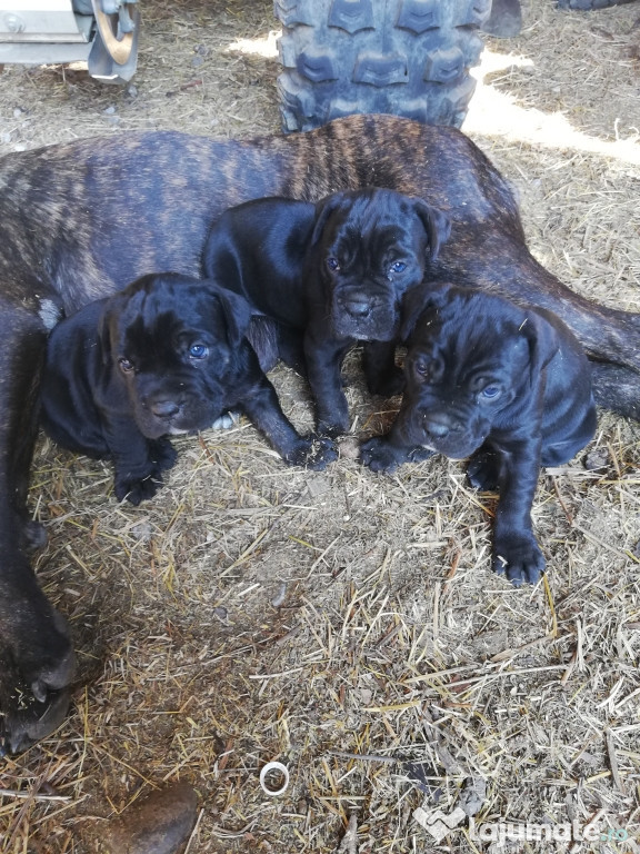 Pui Cane Corso