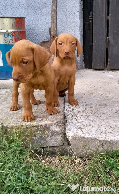 Pui Vijla (Vizsla|Viszla) Maghiara