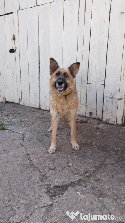 Câine ciobănesc german