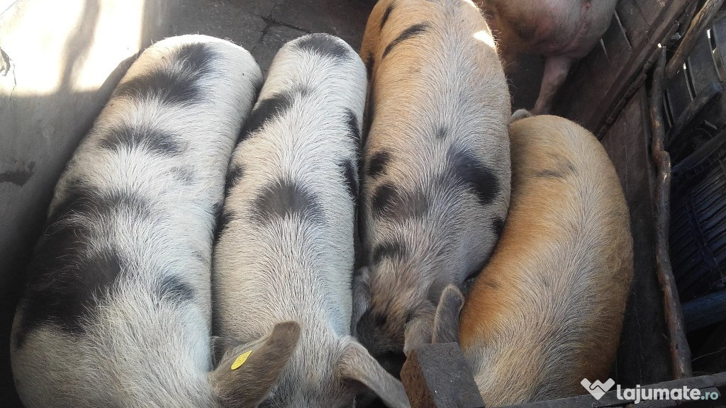 Porci de rasa (pietrain+duroc) 130-150 kg bucata