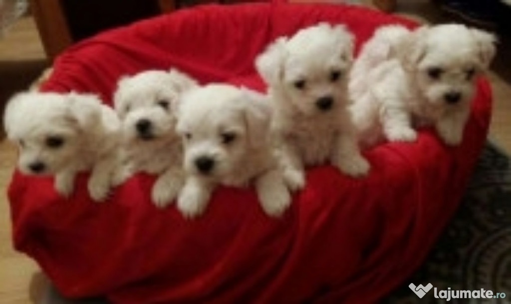 Pui Bichon Maltez