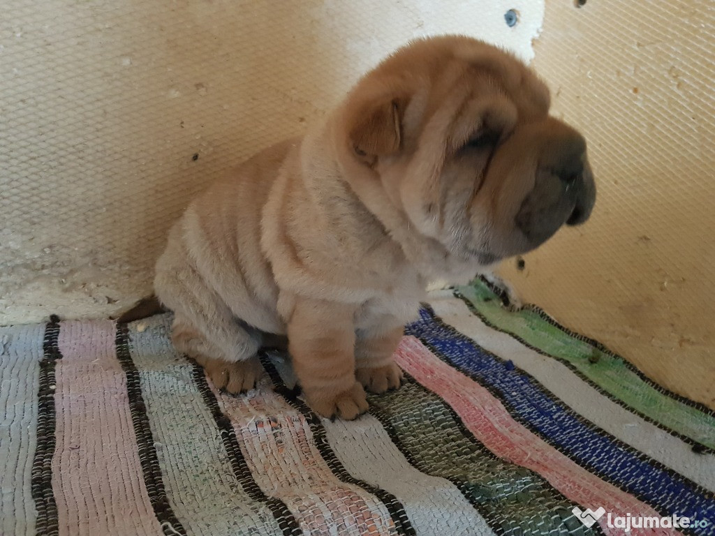 Catei Shar Pei