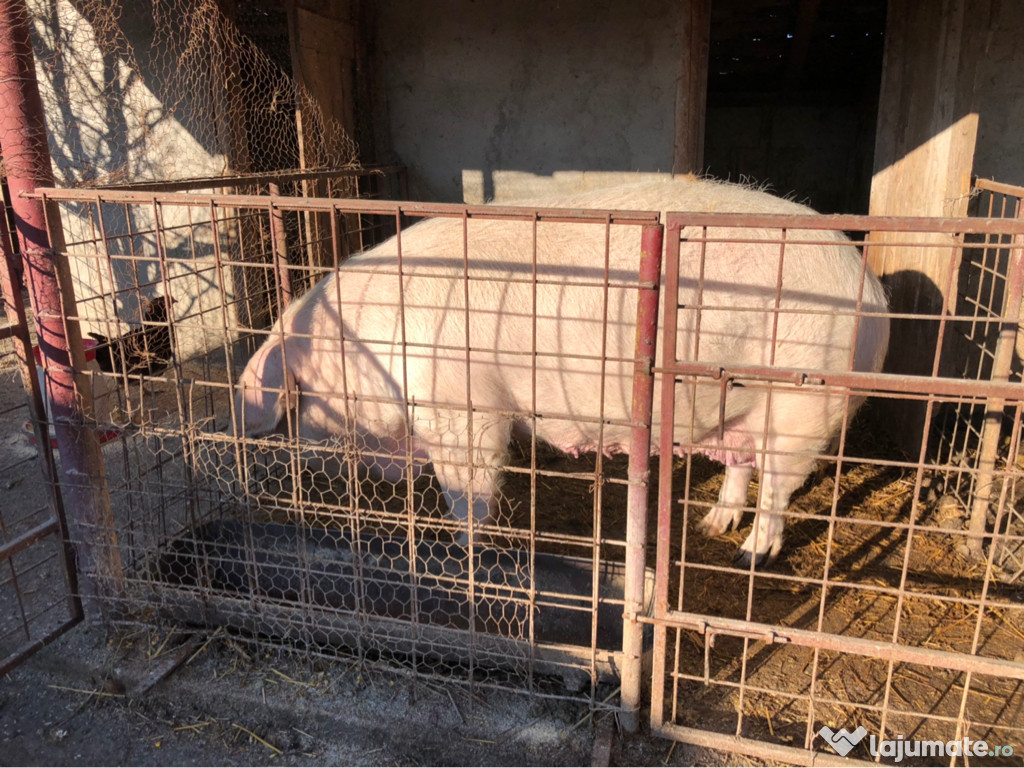 Porc 200+ kg
