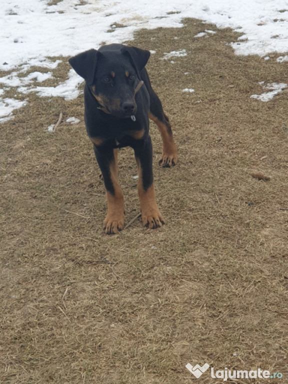 Doberman german