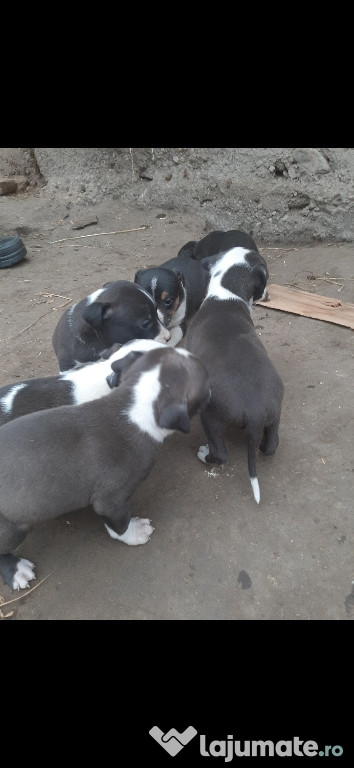 Pui amstaff