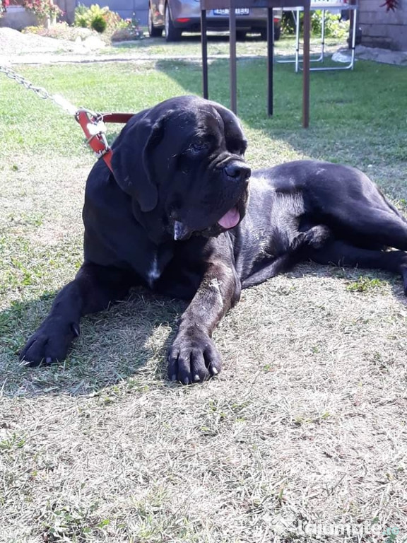 Cane Corso Monta