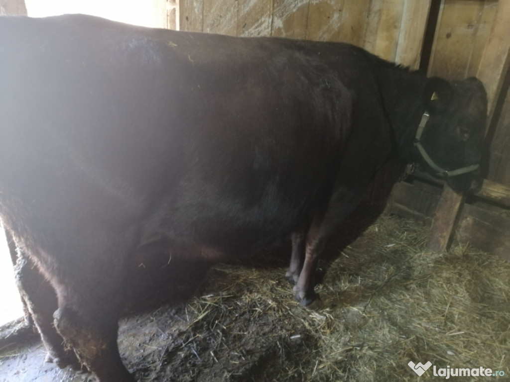 Vaci angus