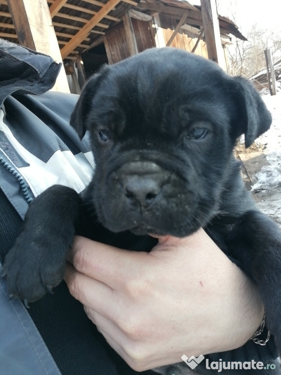 Pui Cane Corso