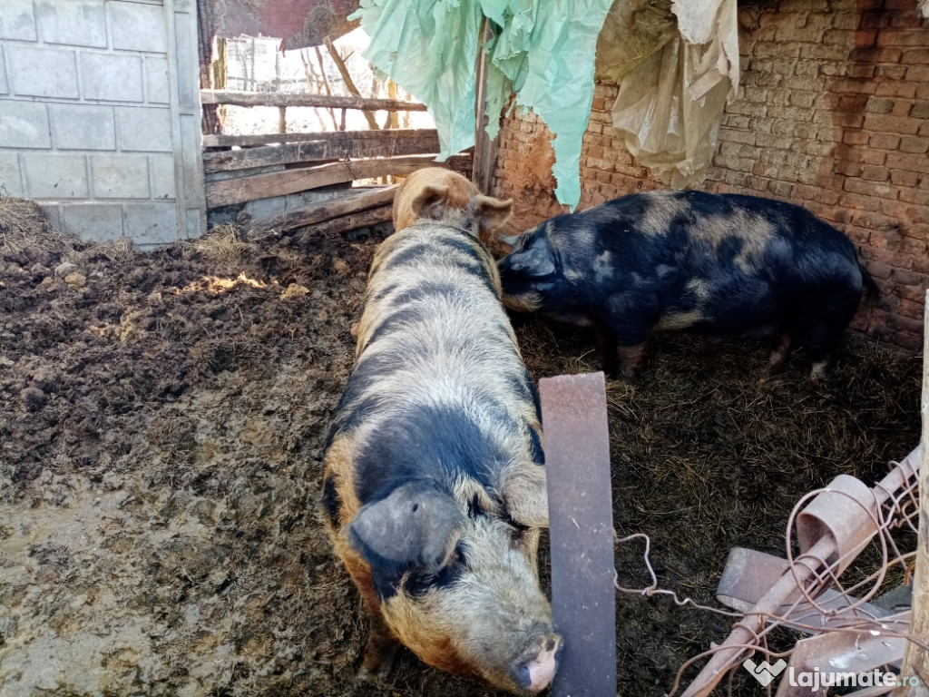 Porci la 300 kg și purcei