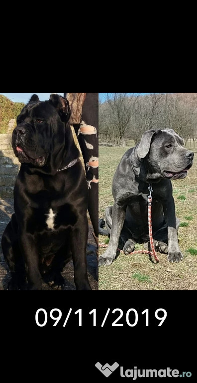 Pui Cane Corso