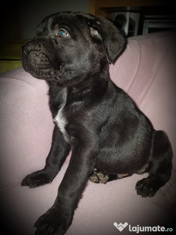 Cane corso