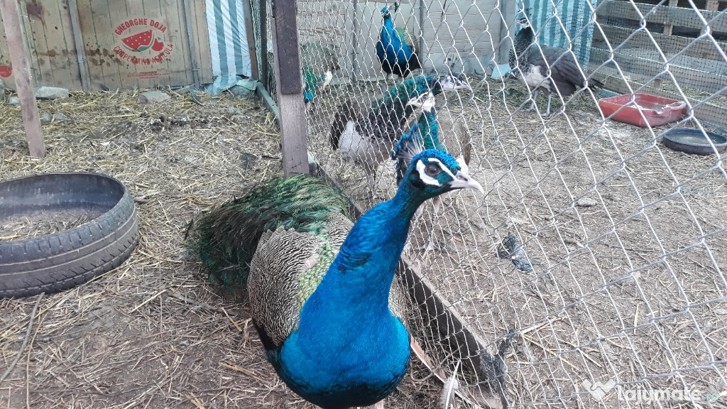 Pauni