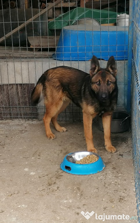 Cățea ciobanesc belgian de malinois