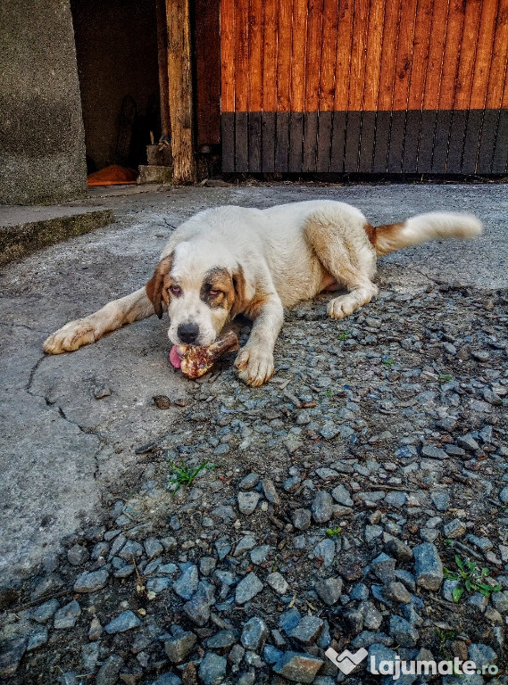 Caţei de Asia centrală