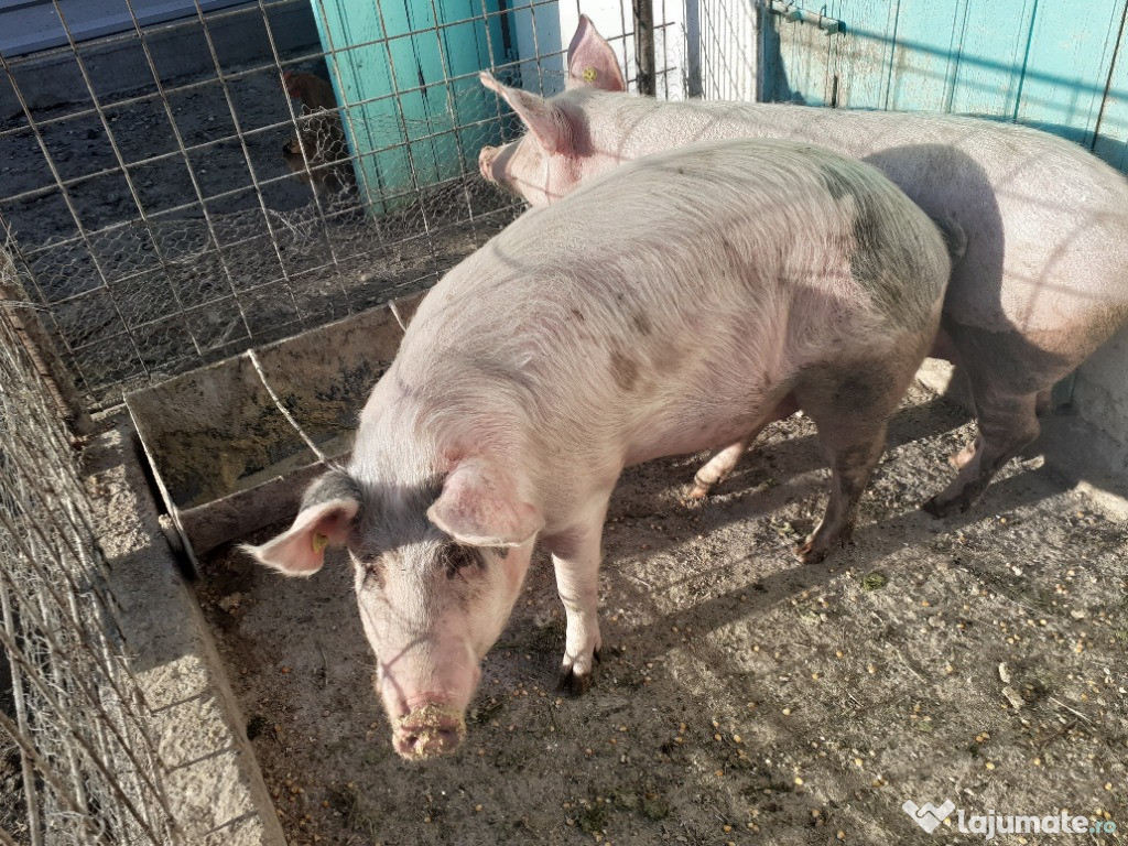 Porc foarte bun pentru taiat.