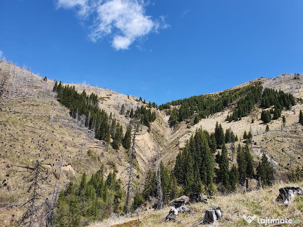 100 ha de pasune alpina si padure veche de peste 150 ani