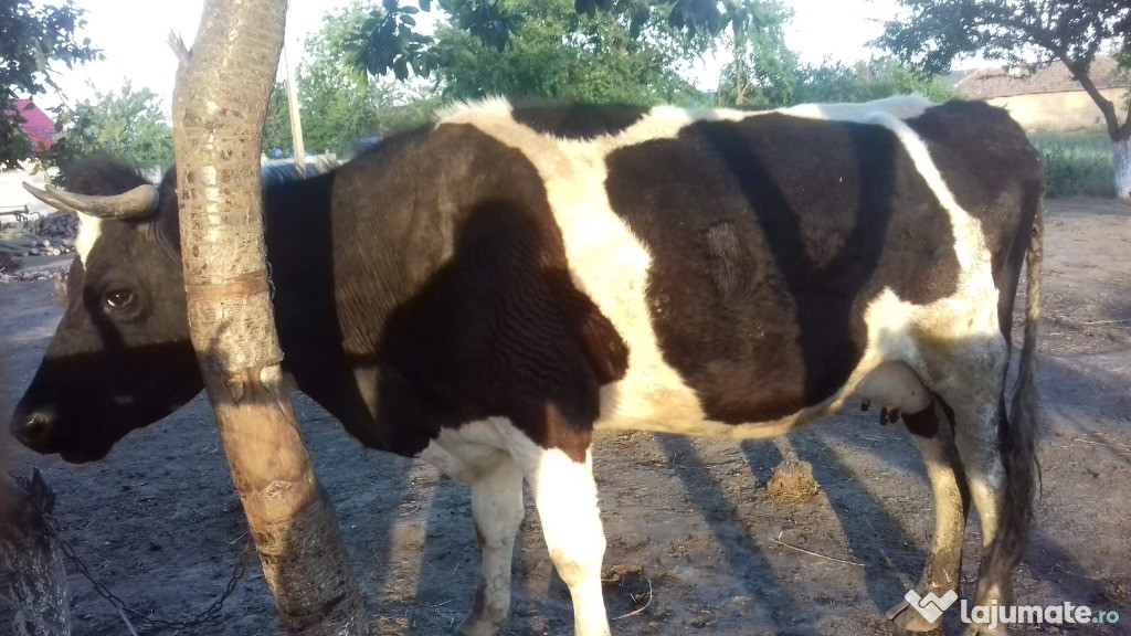 Vaca tanara