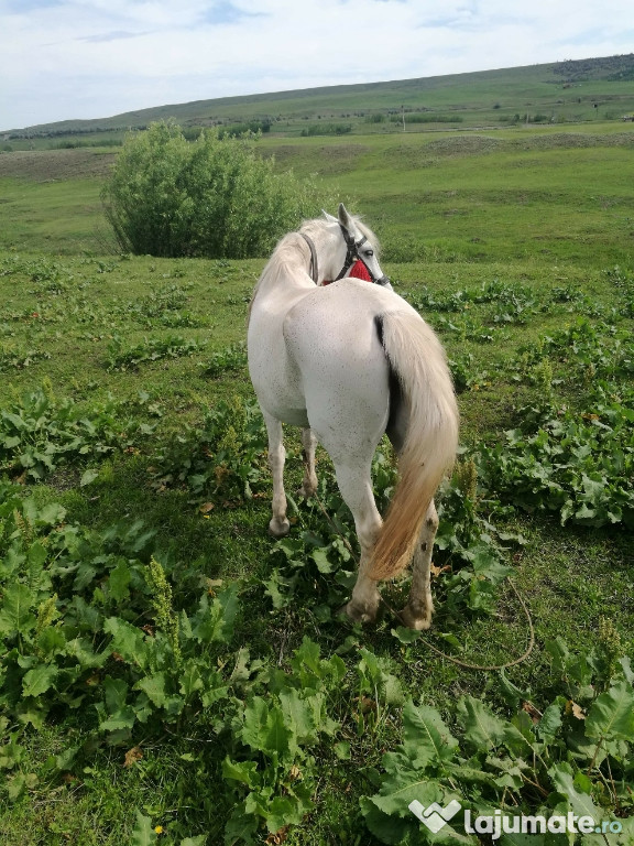 Iapa cuminte fara probleme blândă