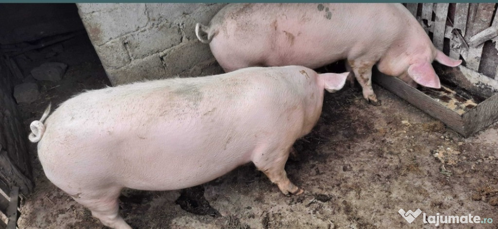 Porci