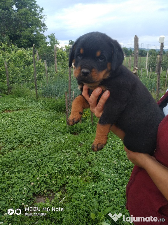 Cățelușă Rotty