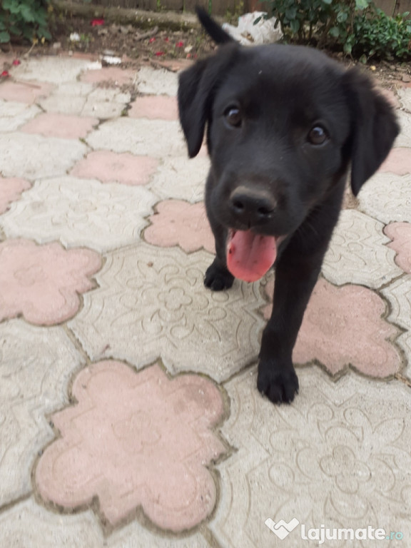 Labrador culoare neagră