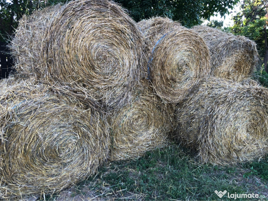 Baloți ovăz