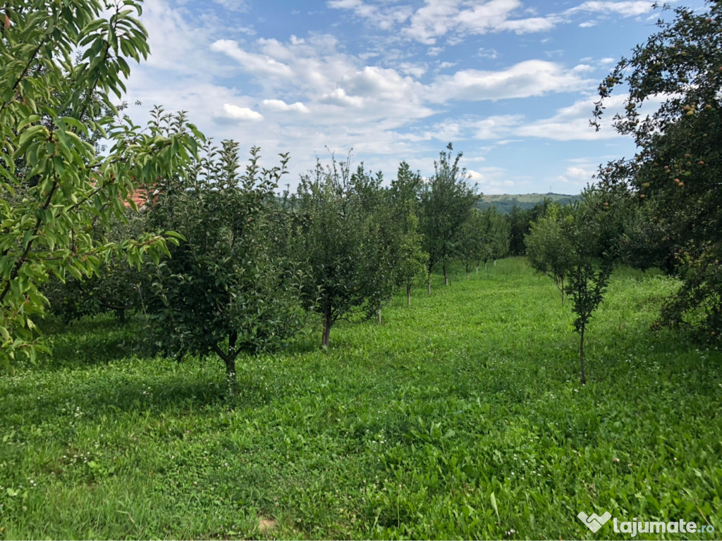 Teren in Bogdanesti, jud. Bacau