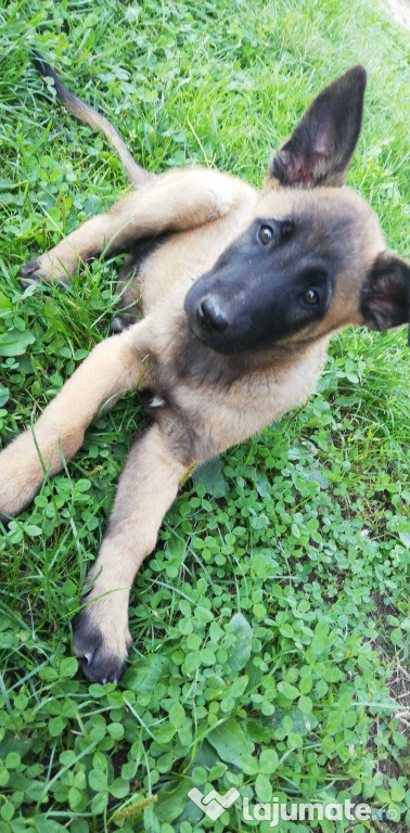 Cateluse rasa pura ciobănesc Belgian Malinois