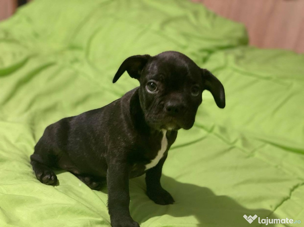 Bulldog francez pui