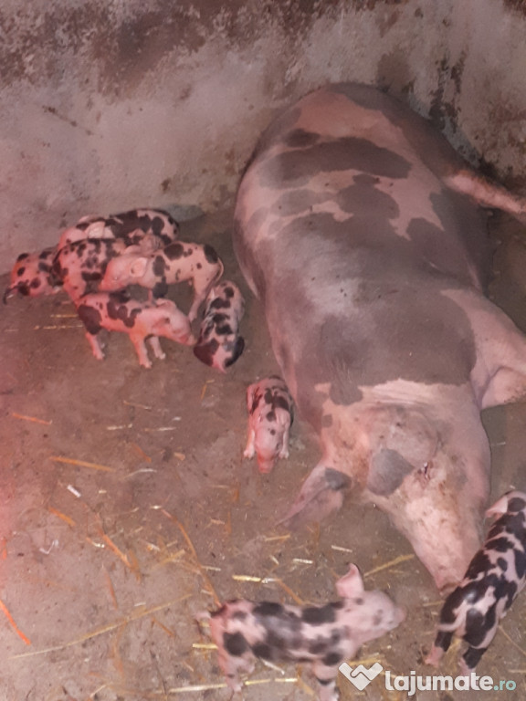Porci si purcei