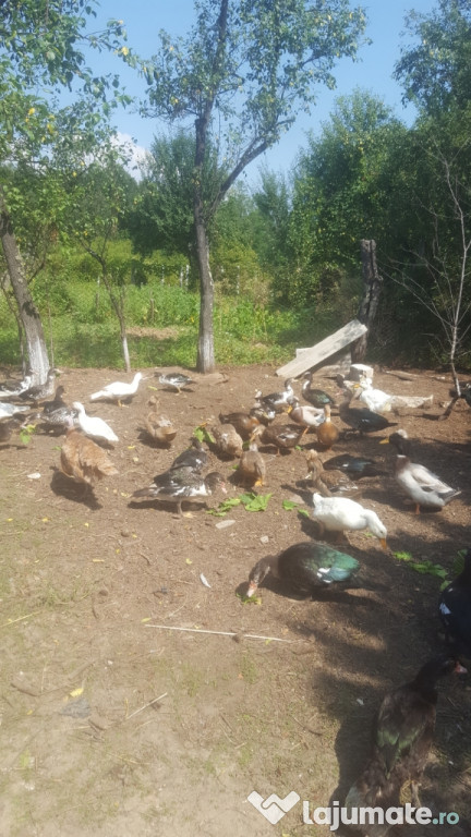 Rate mute si rate motate