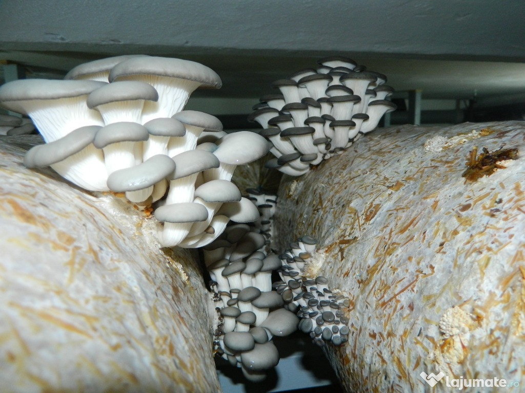 Compost pleurotus insamtati